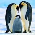 pinguino emperador