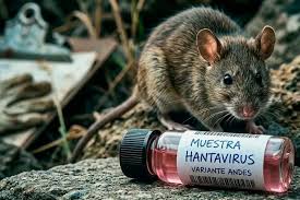 Brote de hantavirus: La OMS advirtió este lunes que la enfermedad resulta más contagiosa durante los primeros días de síntomas, motivo por el cual recomendó mantener estrictos aislamientos y cuarentenas para todos los contactos estrechos de los pasajeros afectados