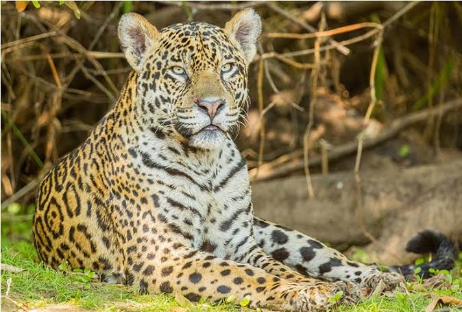 El yaguareté cumple 25 años como Monumento Natural Nacional y resiste en la selva misionera