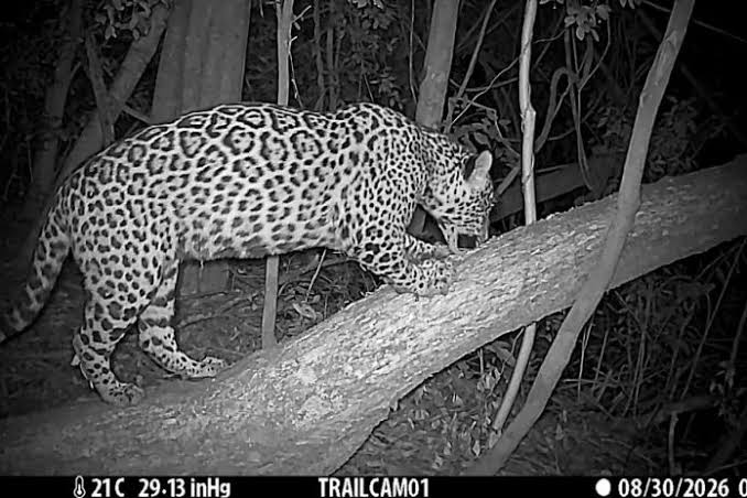 Monitoreo exitoso: Una yaguareté protegida en Misiones cruzó a Brasil y quedó registrada por primera vez