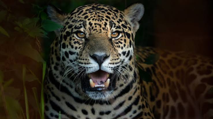 Registraron un nuevo yaguareté en la selva de Iguazú y crece la esperanza para la especie